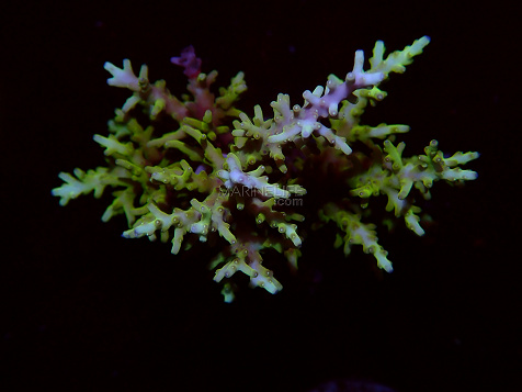 Acropora spp selected N24