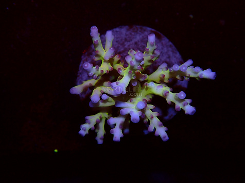 Acropora spp selected N25