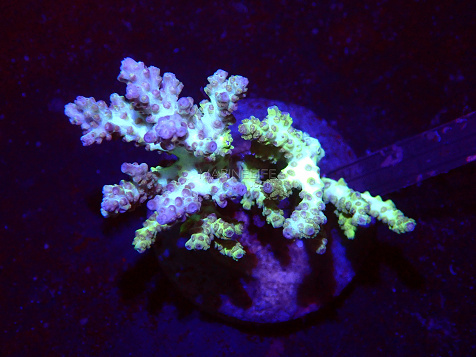 Acropora spp selected N31