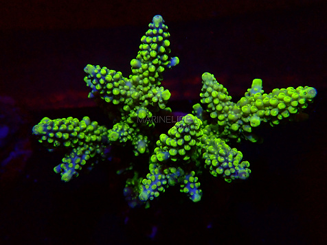 Acropora spp selected N40