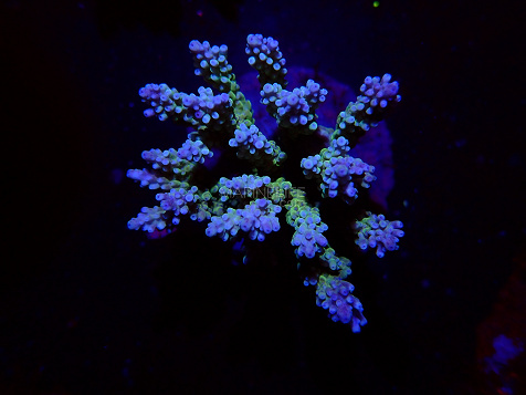 Acropora spp selected N74