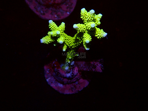 Acropora spp selected N84
