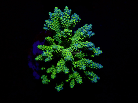 Acropora spp selected N87