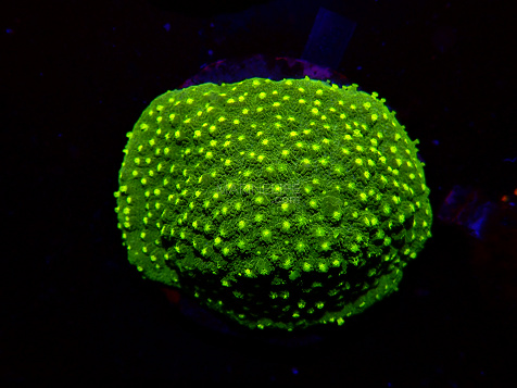 Cyphastrea spp selected N01