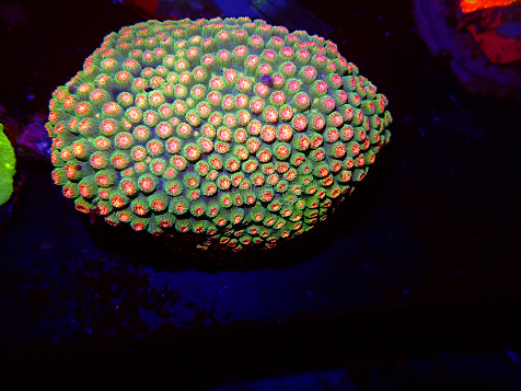 Cyphastrea spp selected N02