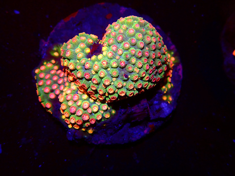 Cyphastrea spp selected N04