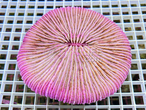 Fungia granulosa Cotton candy 10-12cm