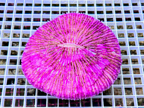 Fungia granulosa Unicorn pink 10-12cm