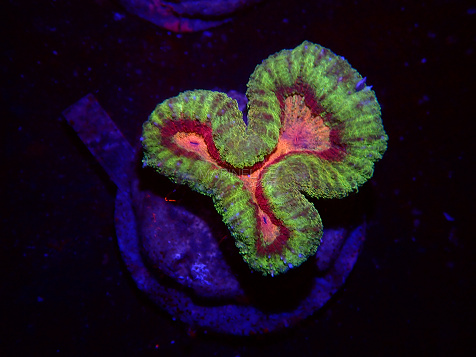 Lobophyllia spp selected N03