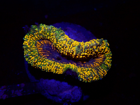 Lobophyllia spp selected N10