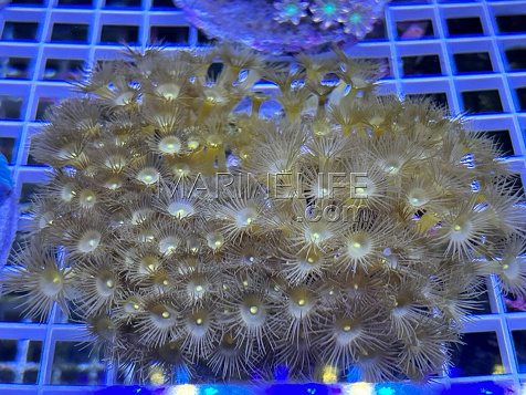 Parazoanthus gracilis