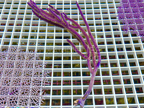 Plexaurella nutans