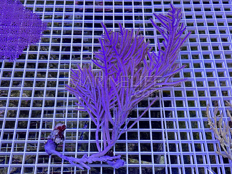 Pseudogorgonia bipinnata 02