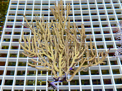 Pterogorgia citrina