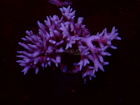 Seriatopora spp selected N01