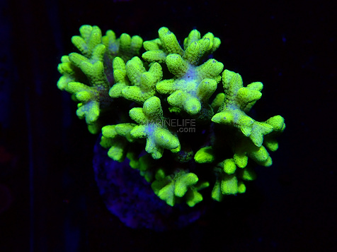 Seriatopora spp selected N03