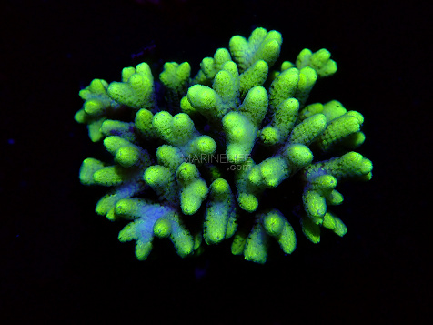 Seriatopora spp selected N04