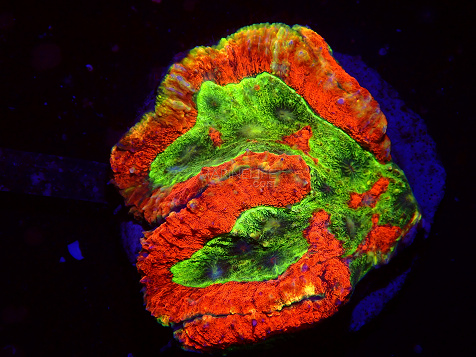 Symphyllia spp selected N04