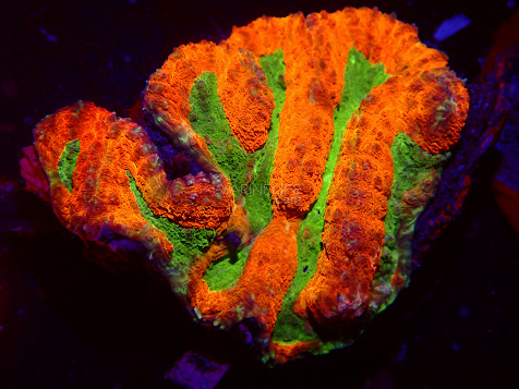 Symphyllia spp selected N06