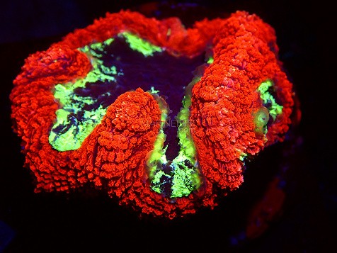 Symphyllia spp selected N10
