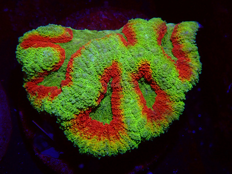 Symphyllia spp selected N11