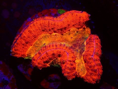 Symphyllia spp selected N14