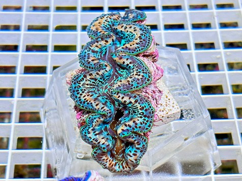 Tridacna maxima blue 01
