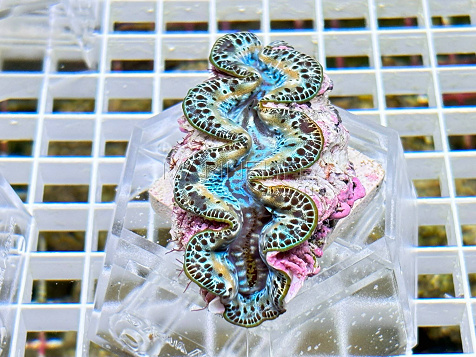 Tridacna maxima blue 03