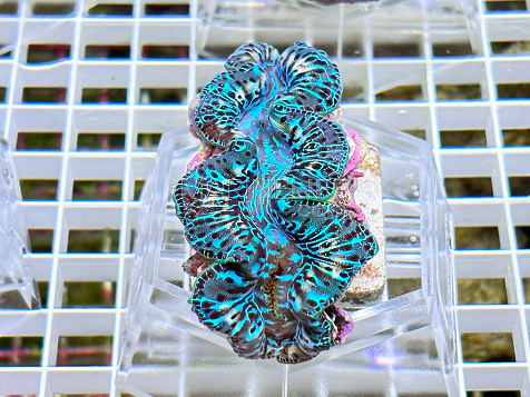 Tridacna maxima blue 04