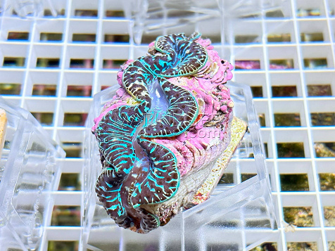 Tridacna maxima blue 09