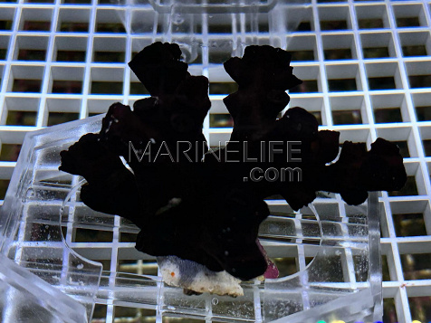 Tubastraea micranthus black 02