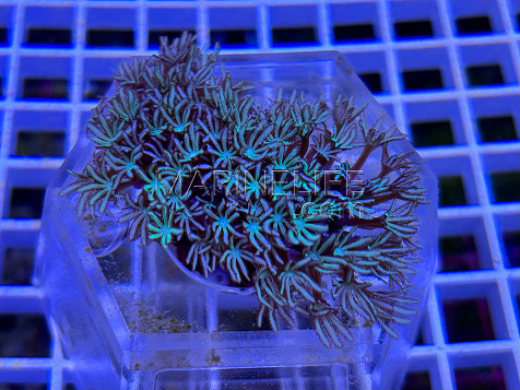 Tubipora musica