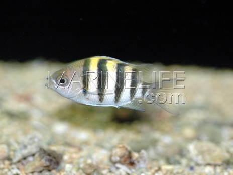 Abudefduf vaigiensis