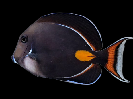 Acanthurus achilles S 8-10 cm RARE Pacifique