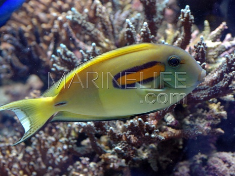 Acanthurus olivaceus Adulte