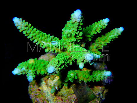 Acropora abrolhosensis