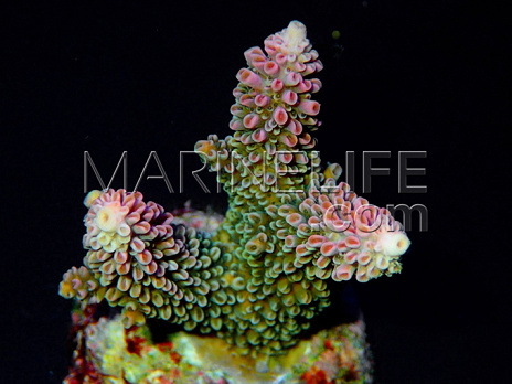 Acropora abrotanoides