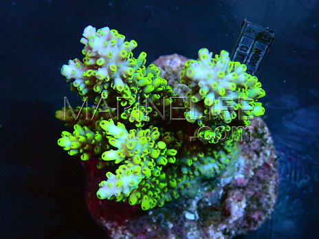 Acropora abrotanoides