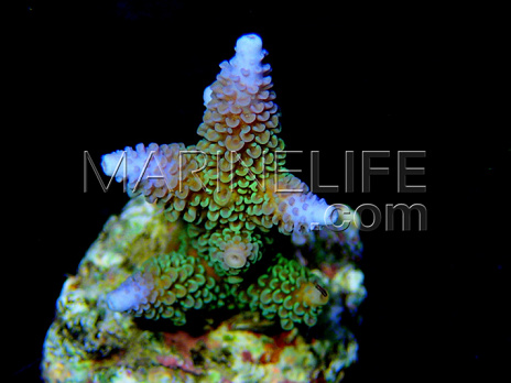 Acropora aspera