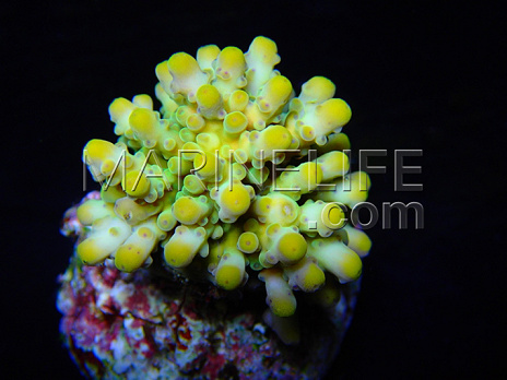 Acropora austera