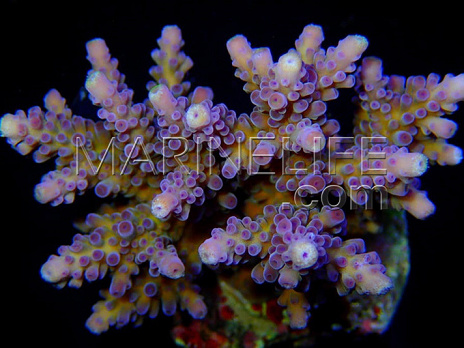 Acropora austera
