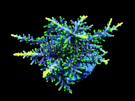 Acropora carduus M Hurlock staghorn red with yellow polyps