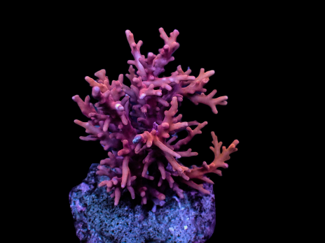 Acropora carduus M Red dragon