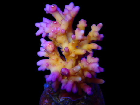 Acropora caroliniana S Purple