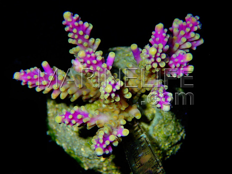 Acropora cerealis