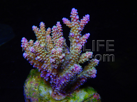 Acropora desalwii