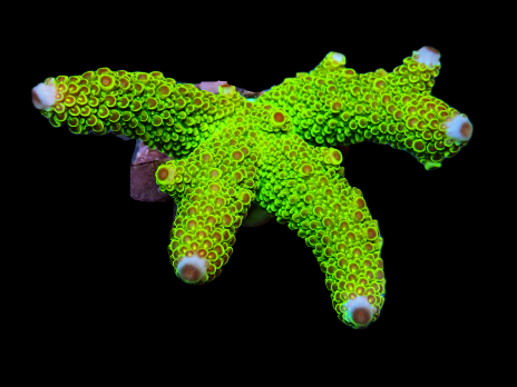 Acropora digitifera S Green tip red