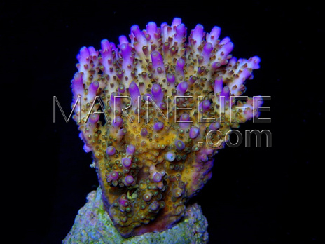 Acropora efflorescens