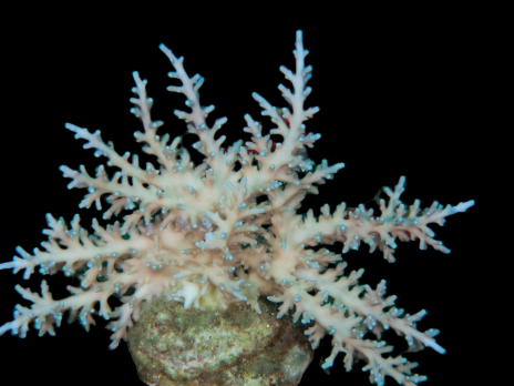 Acropora fenneri 6-10cm blue tips Deep water species