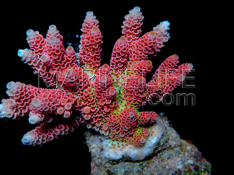 Acropora hyacinthus